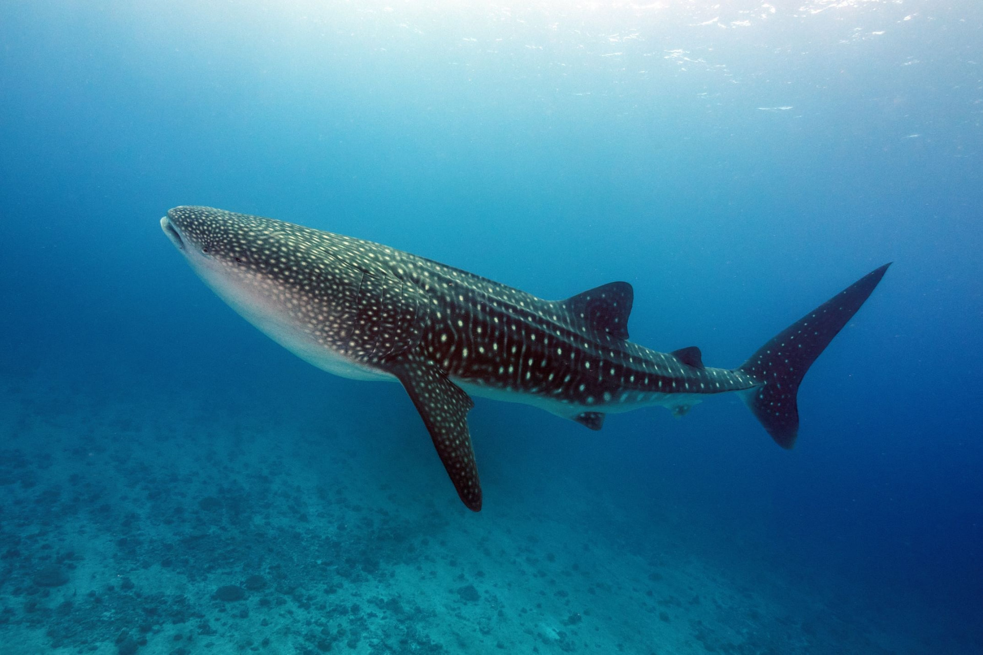 A whale shark swimming through clear blue water in the Maldives