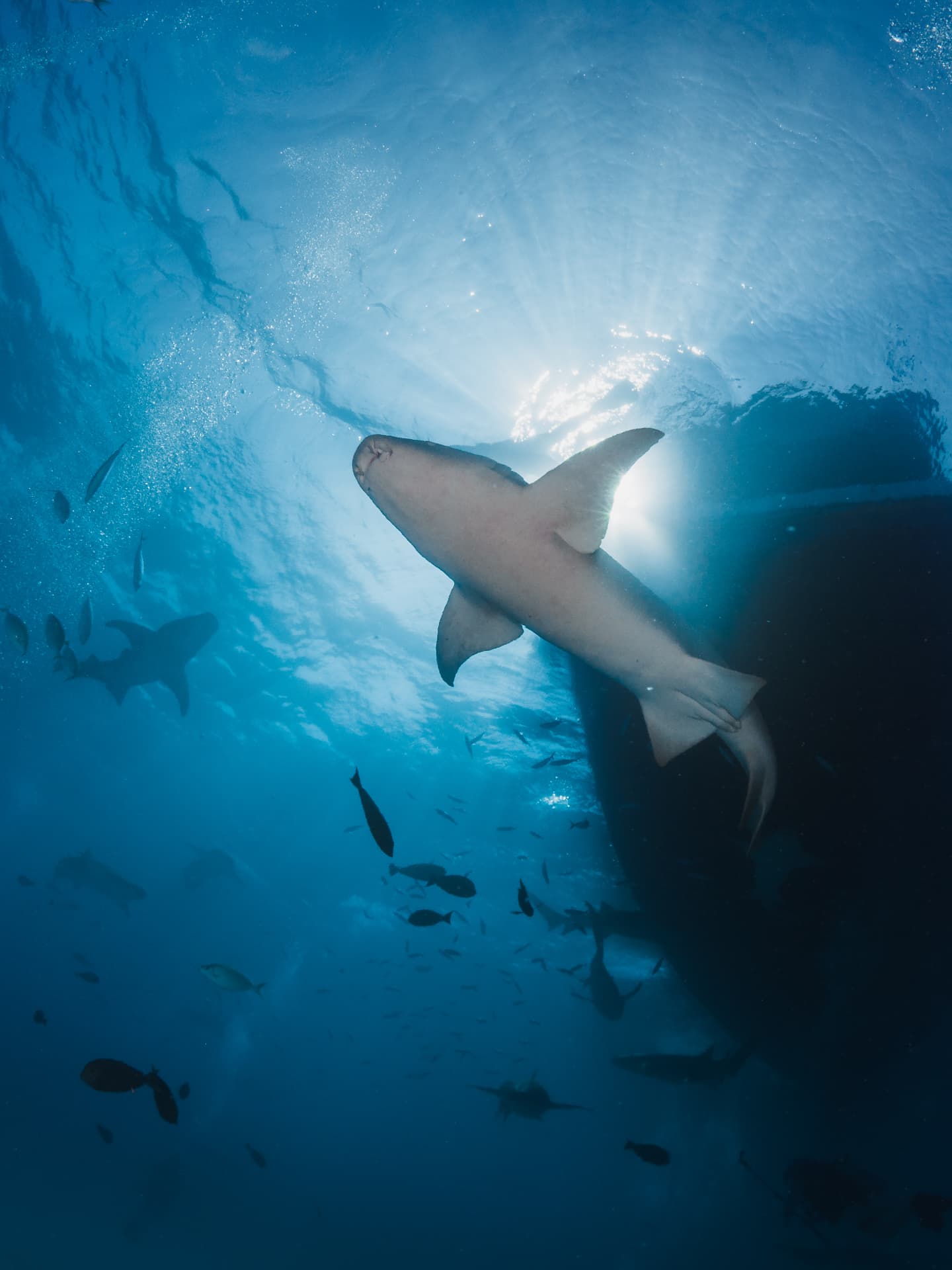 Nurse shark silhouetted against a sunburst in the Maldives