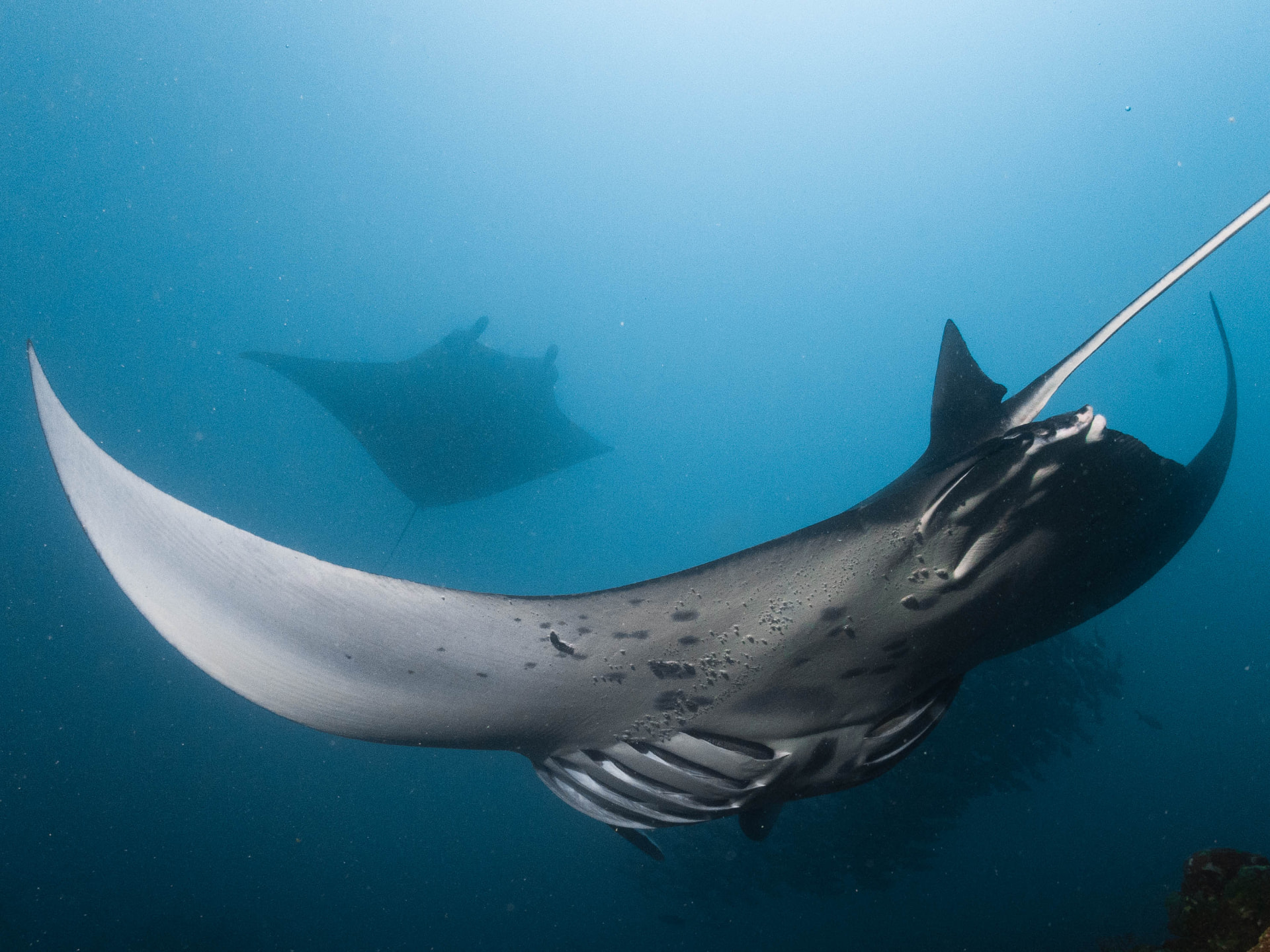 Two reef manta rays gliding through deep blue water, one close below the surface and a second further away