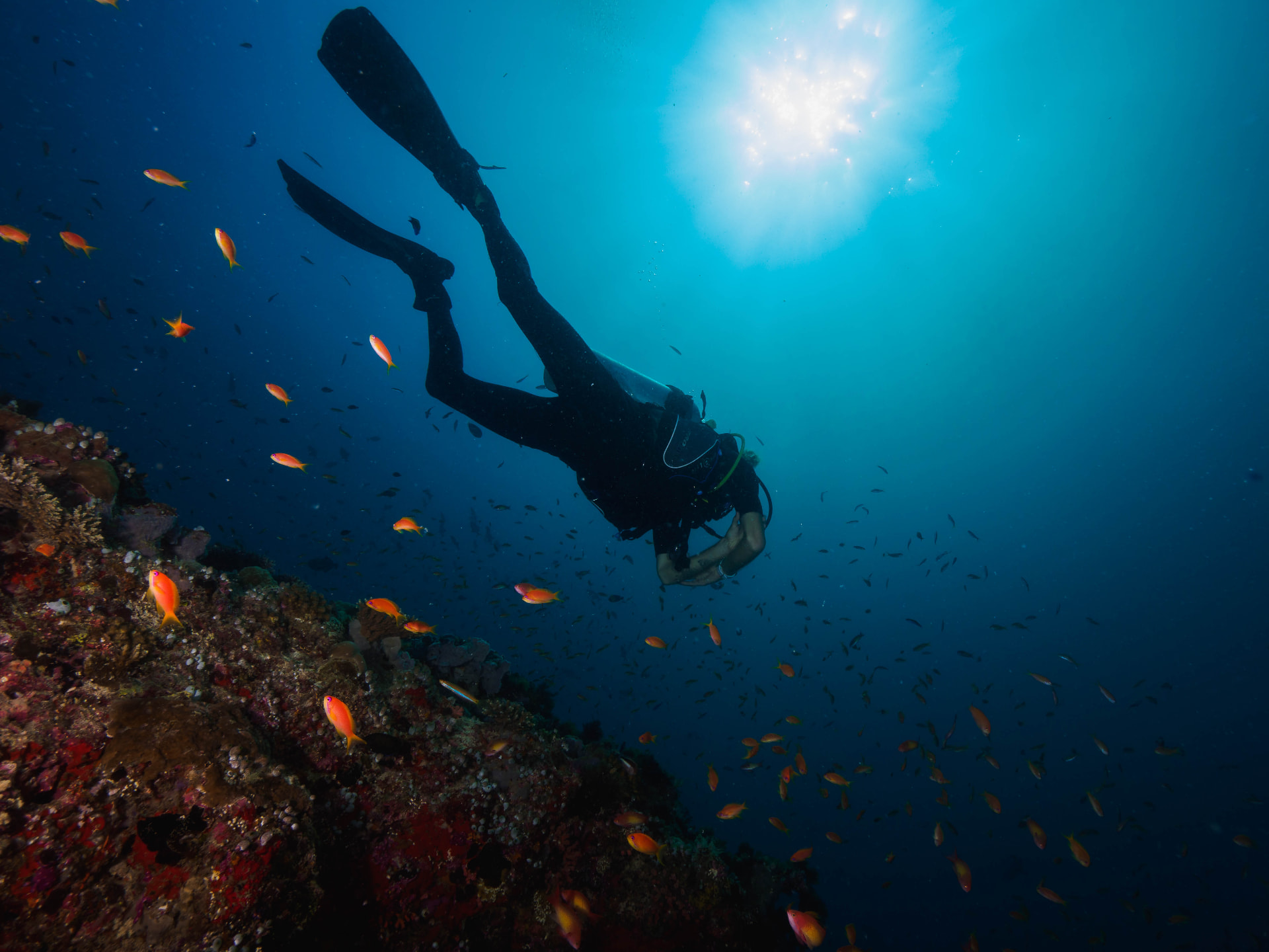 A scuba diver exploring a Maldives reef beneath sunlight with small orange reef fish