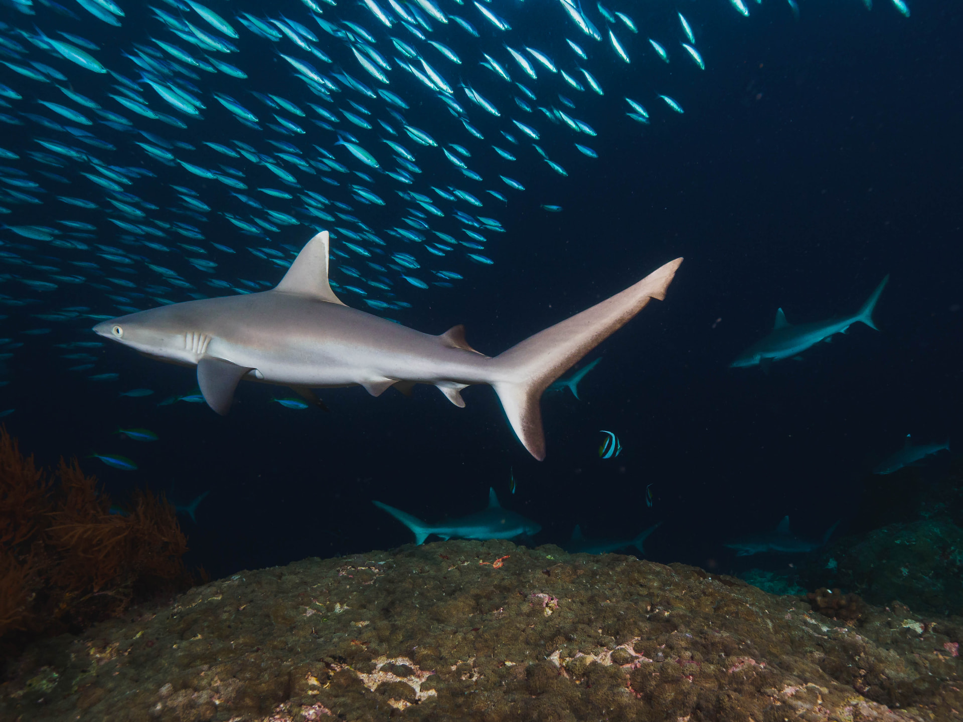 Reef sharks swimming beneath a school of fish at Fish Head in the Maldives