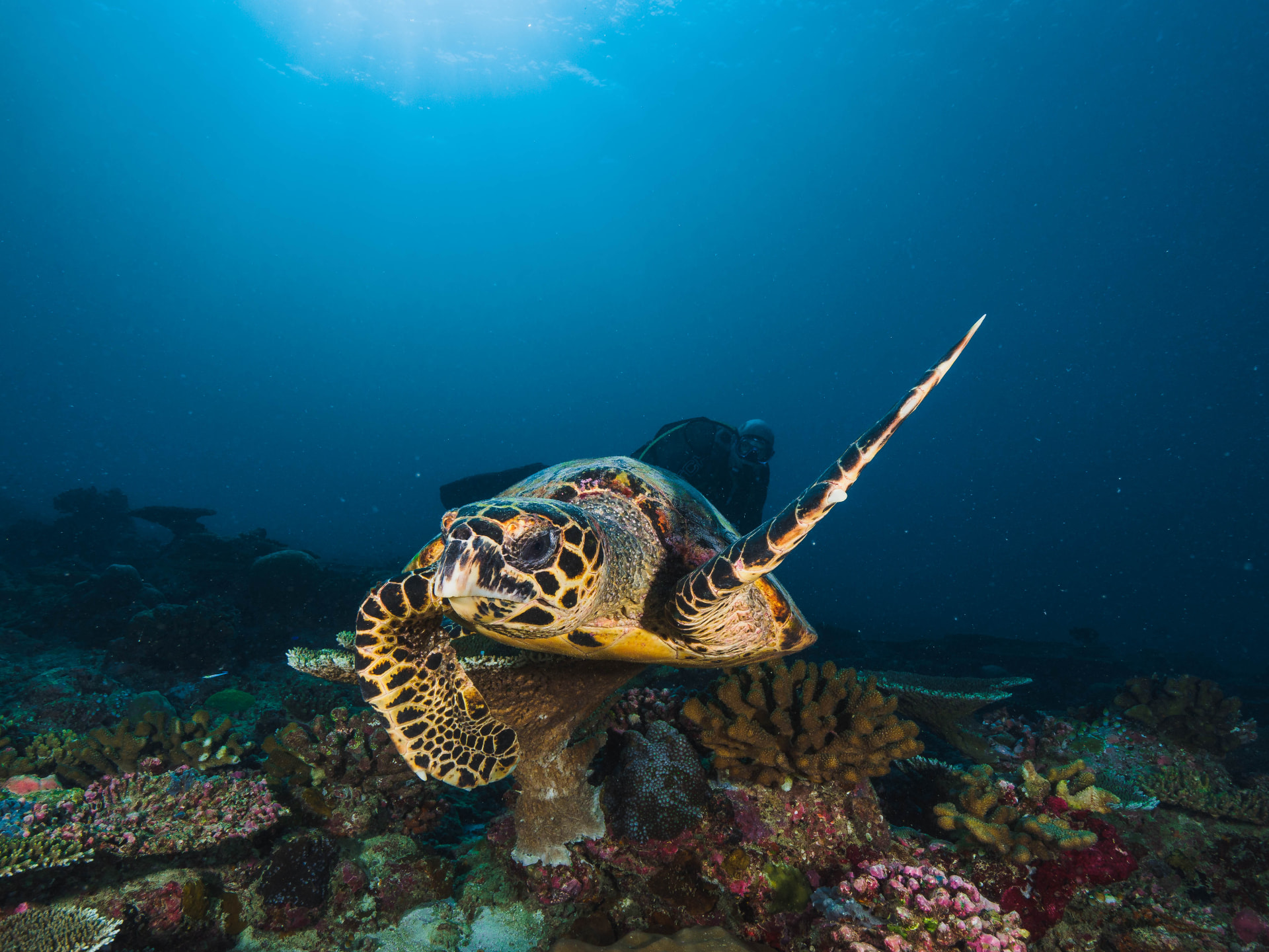 A sea turtle swimming above a colourful Maldives reef beneath a sunburst